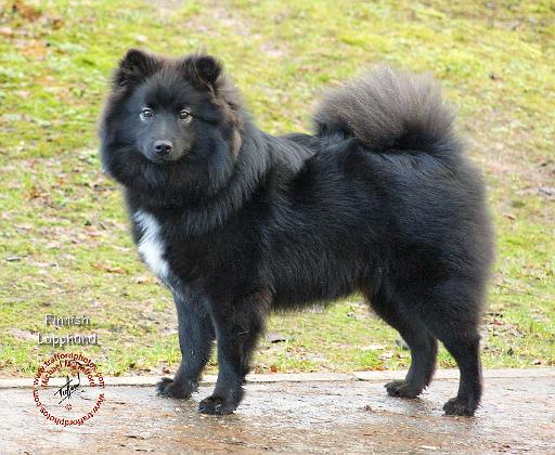 Finnish Lapphund 9T039D-027.JPG